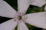 Sticky catchfly